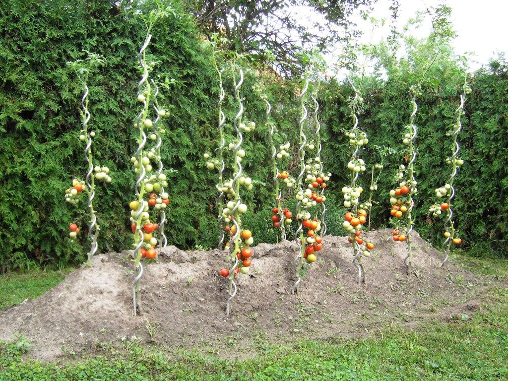 Hügelbeet mit Tomaten im Garten